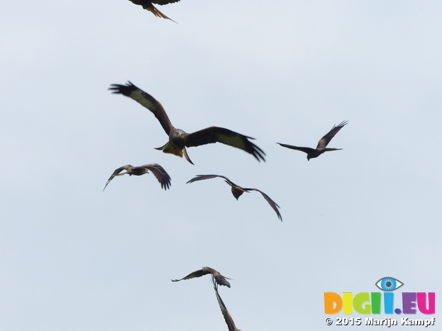 FZ021794 Red kites (Milvus milvus) flying to camera